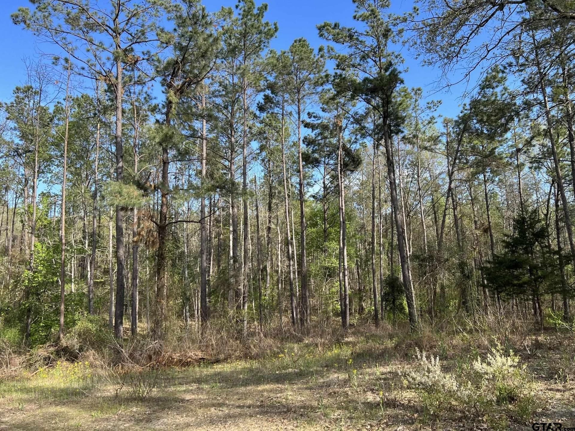 74.45 acres in Smith County - photo 12