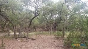 1.3 acres in Comal County gallery image 2