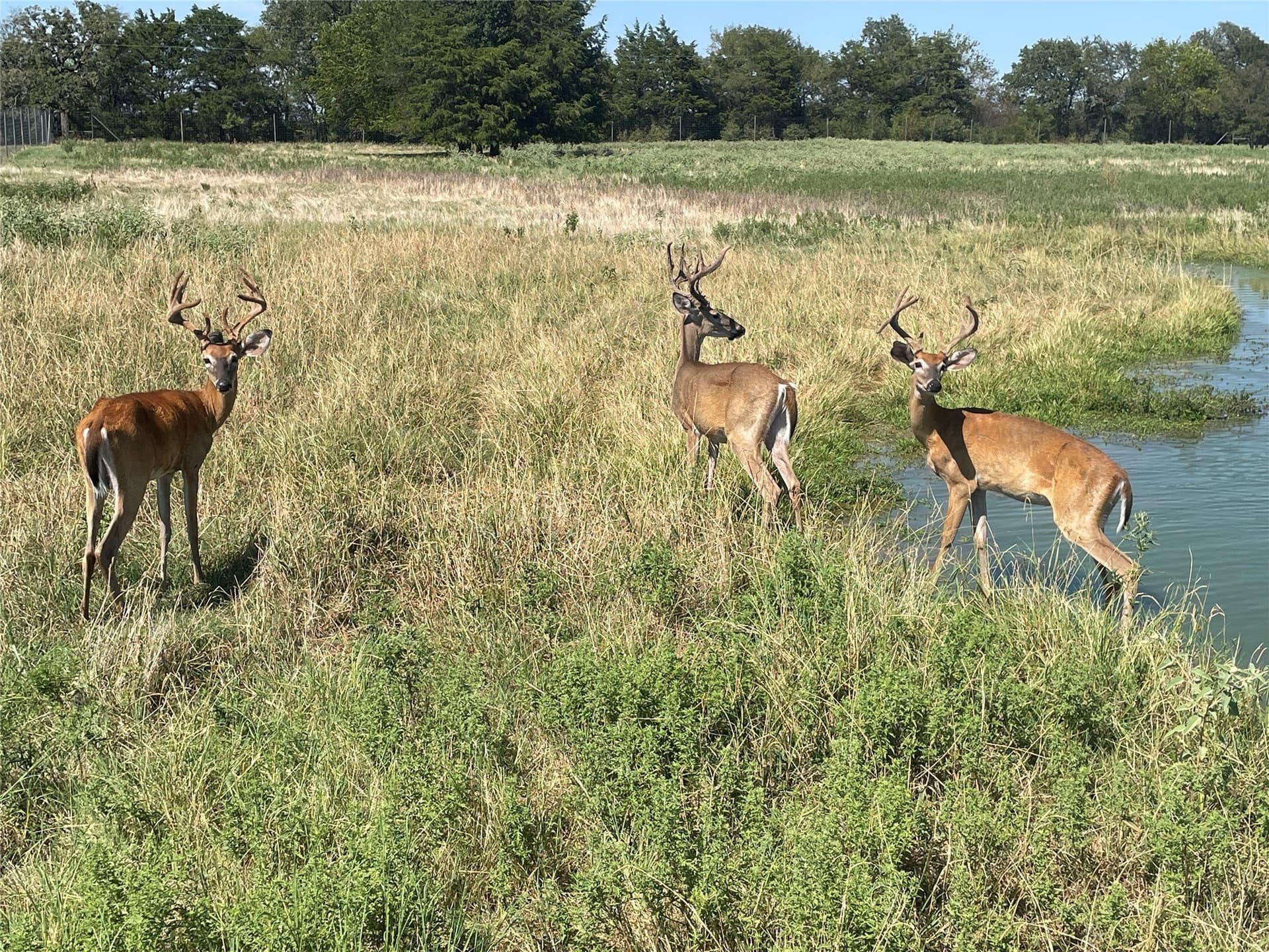20 acres in Freestone County - photo 32