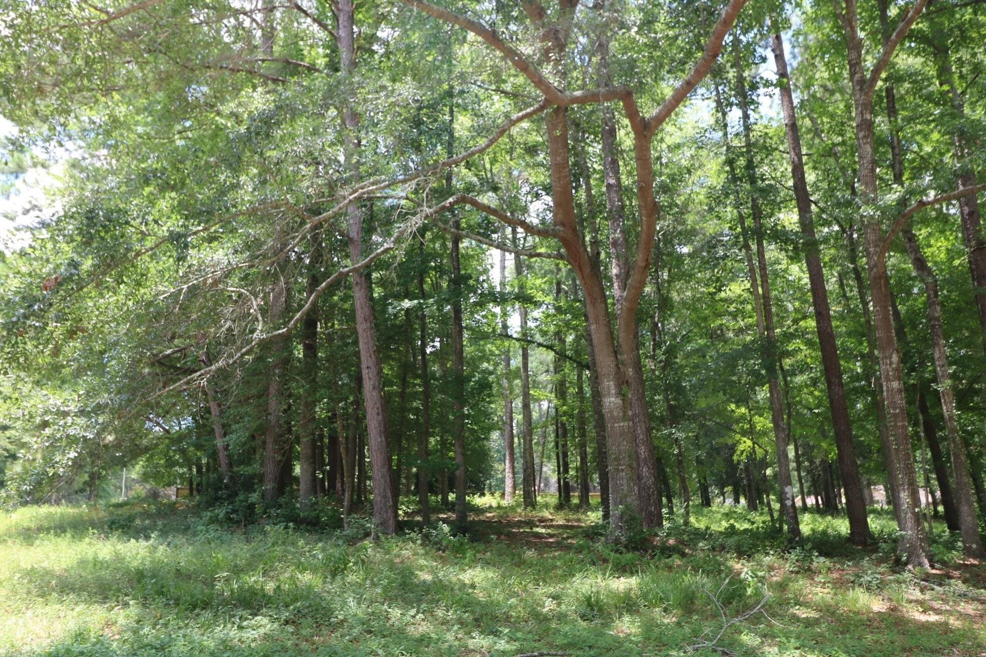 0.54 acres in Texas County - photo 2