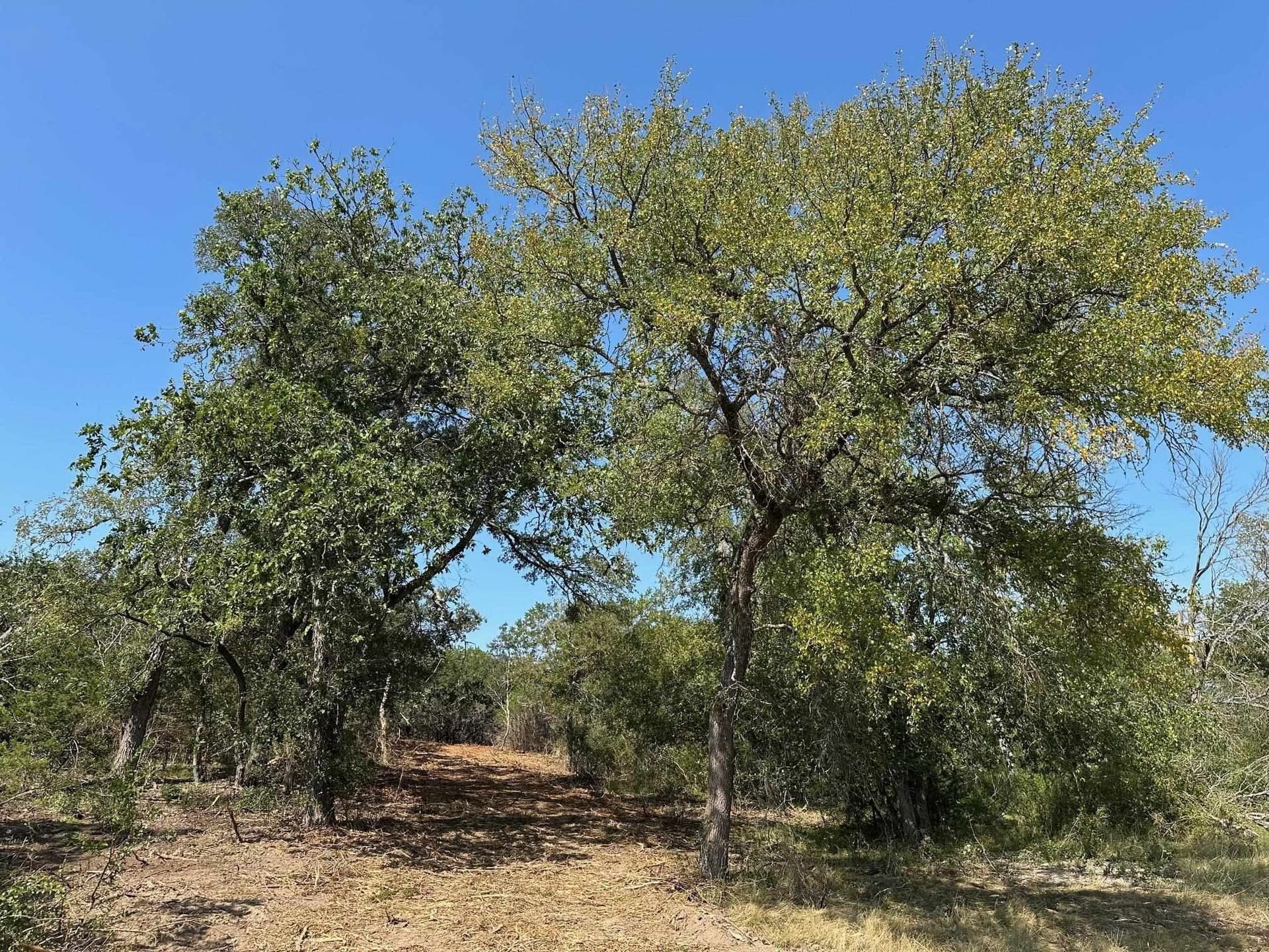 17 acres in Burnet County gallery image 4