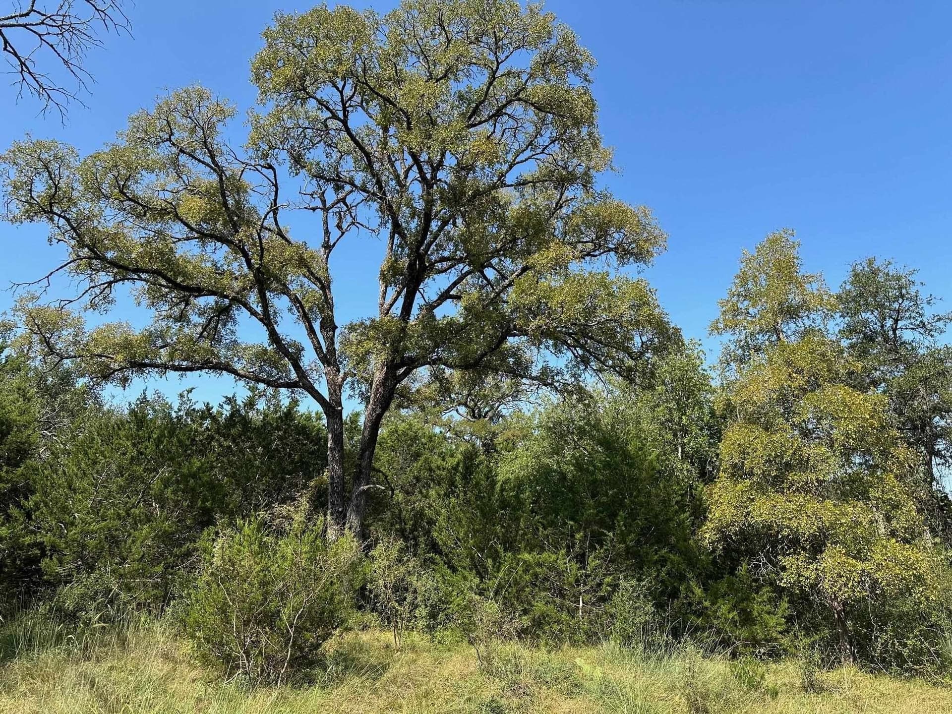 17 acres in Burnet County featured view