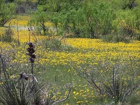 86 acres in Randall County - photo 7