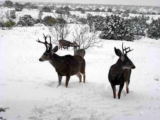 86 acres in Randall County - photo 10