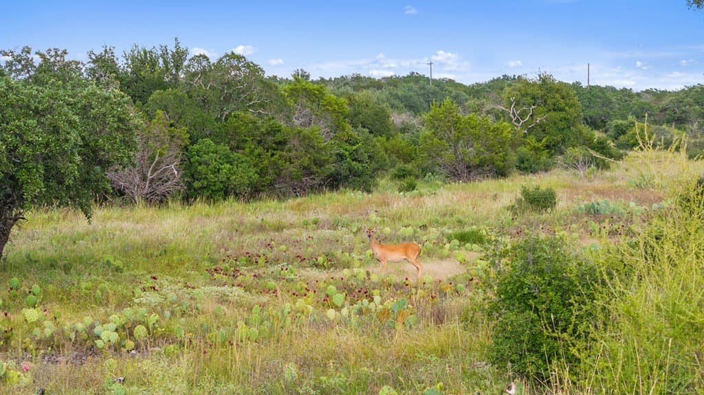 5 acres in Blanco County - photo 26