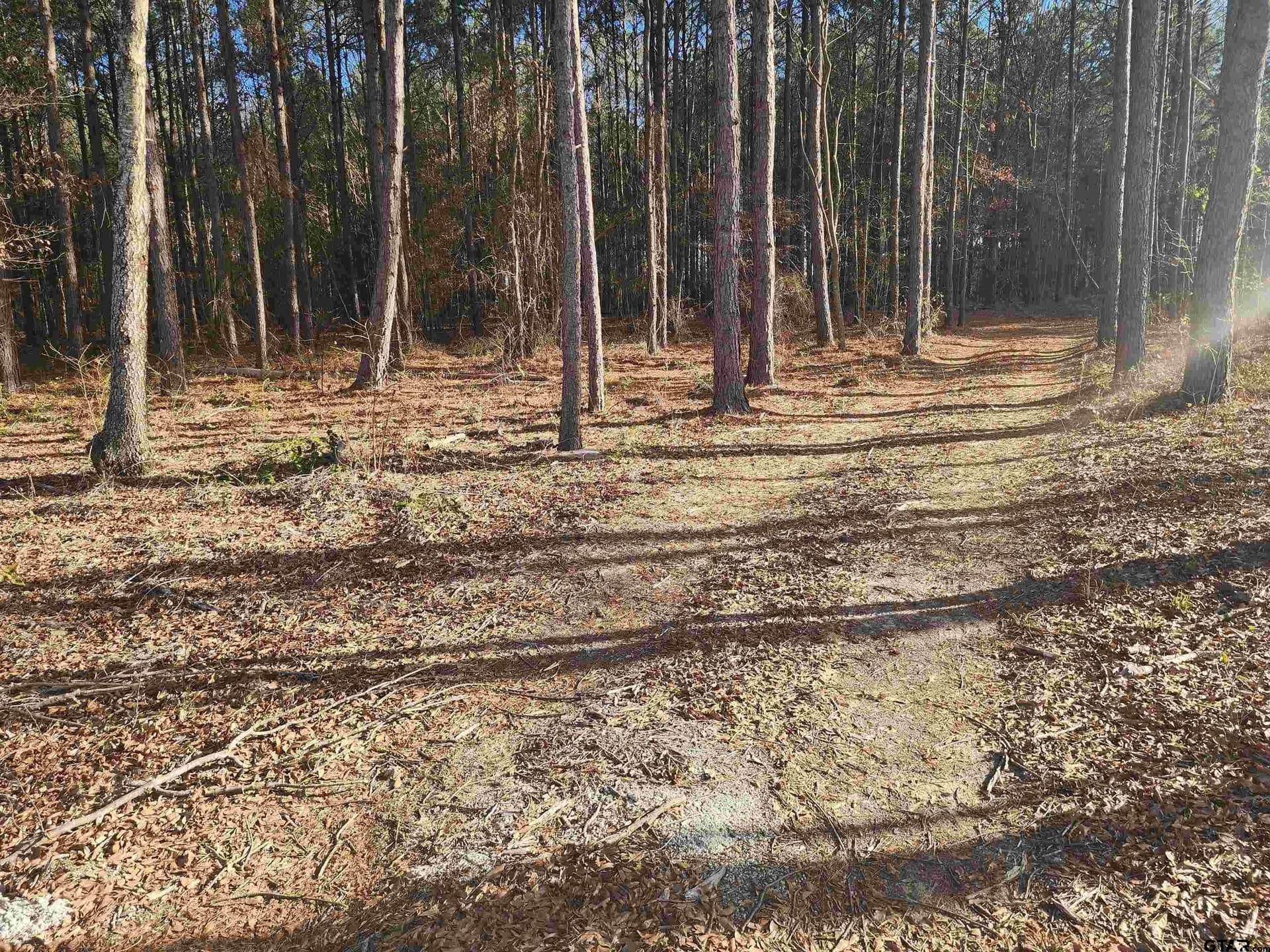 2 acres in Camp County gallery image 3