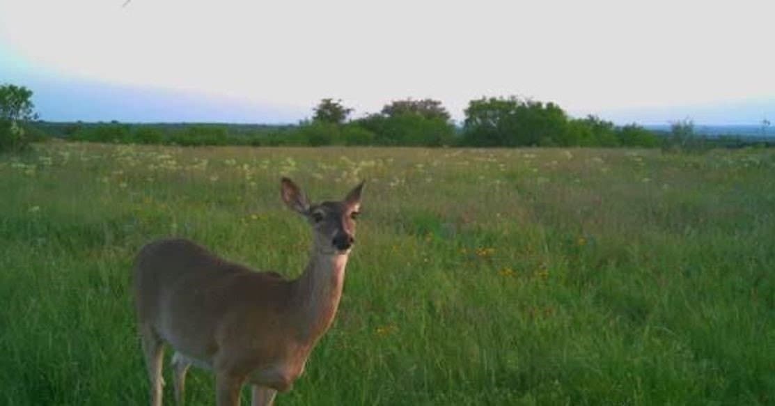 14.63 acres in Comanche County gallery image 2