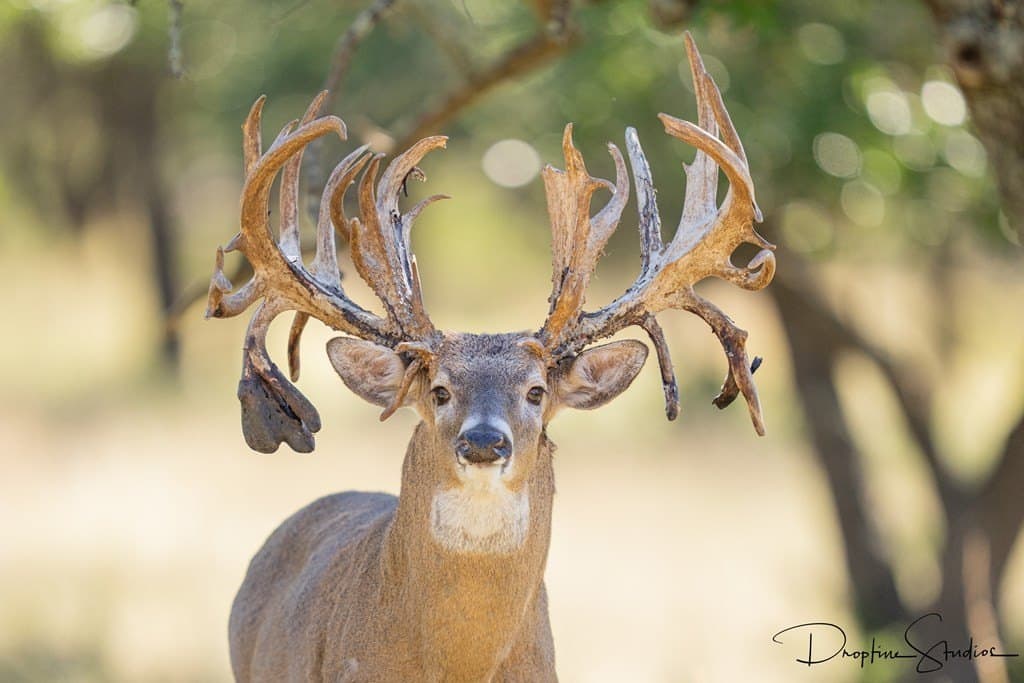 805 acres in Kerr County gallery image 2