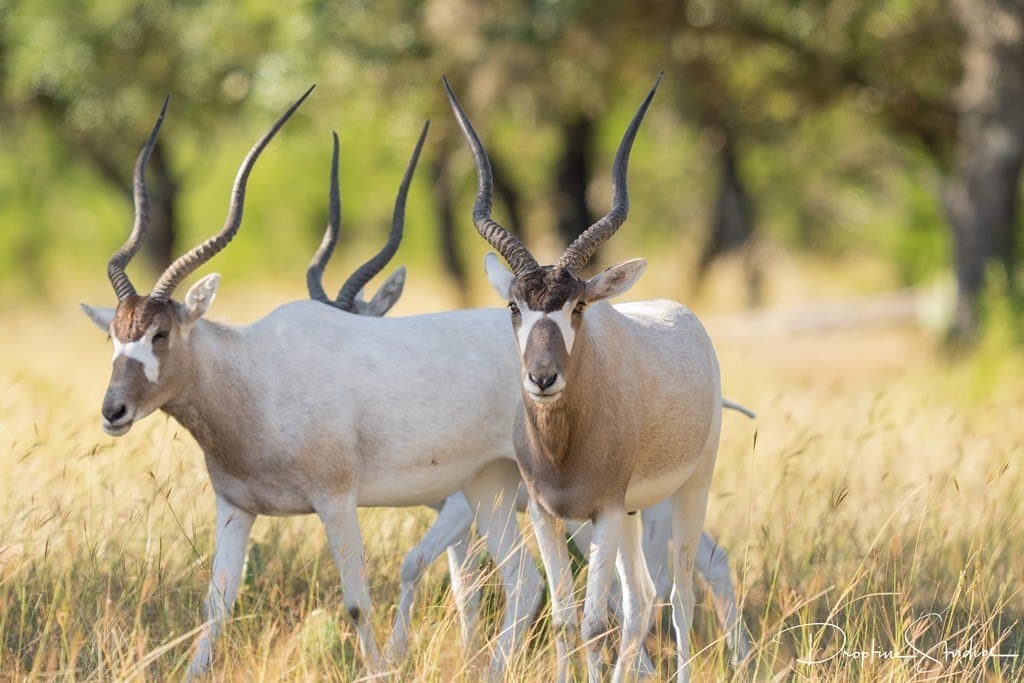 805 acres in Kerr County gallery image 4