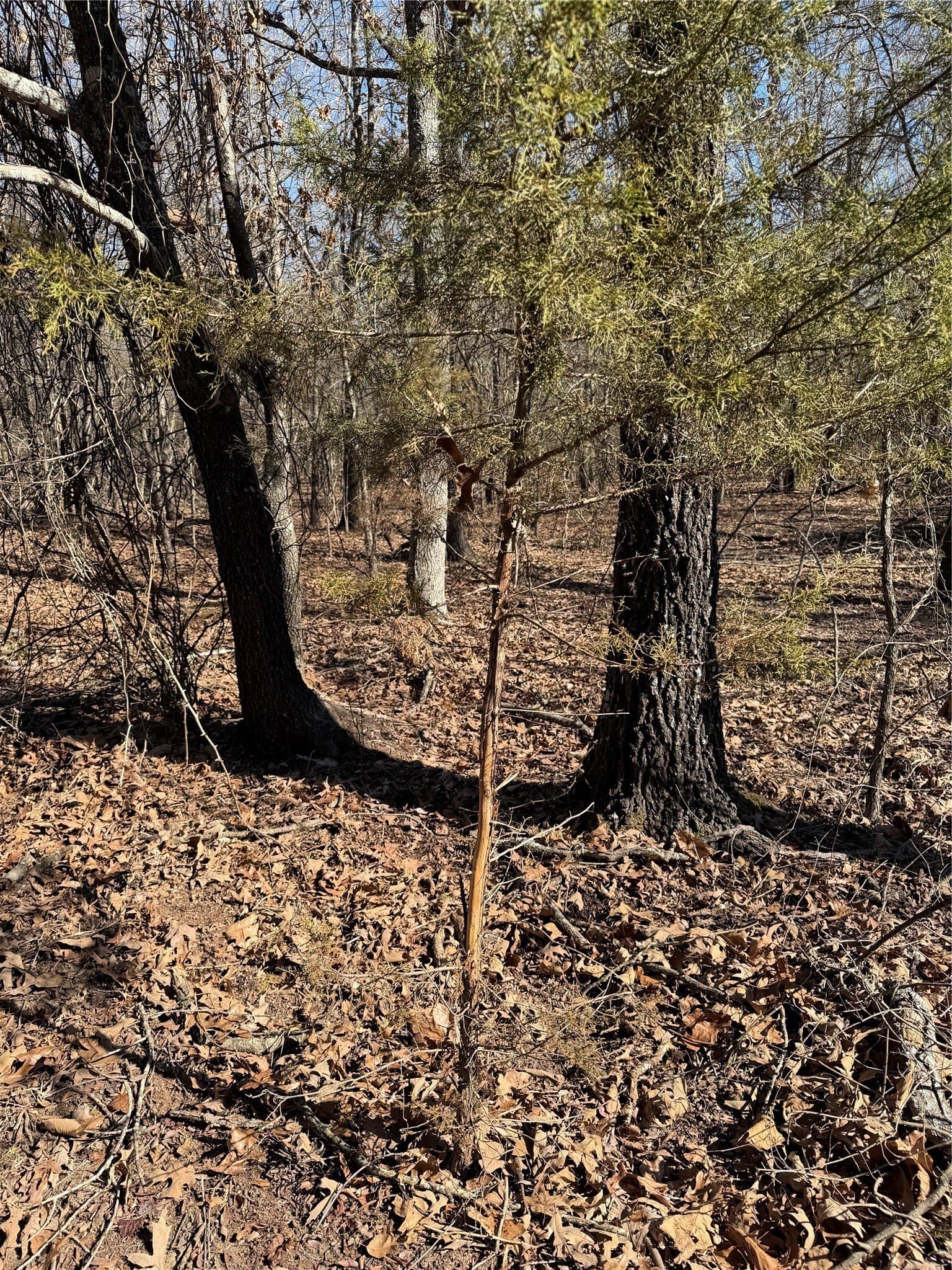 226 acres in Lamar County - photo 14