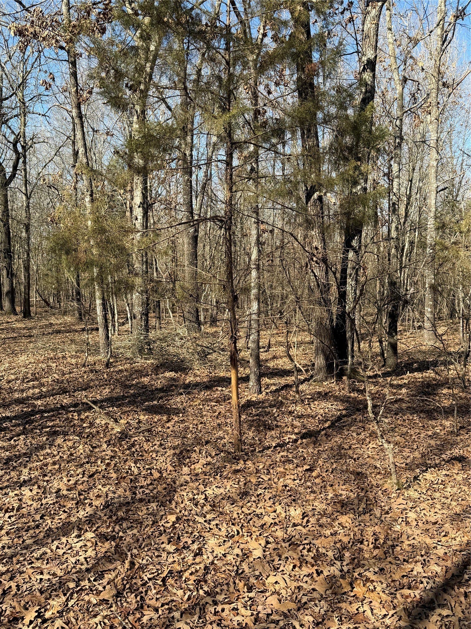 226 acres in Lamar County - photo 9
