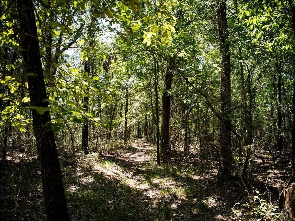 24 acres in Denton County gallery image 2