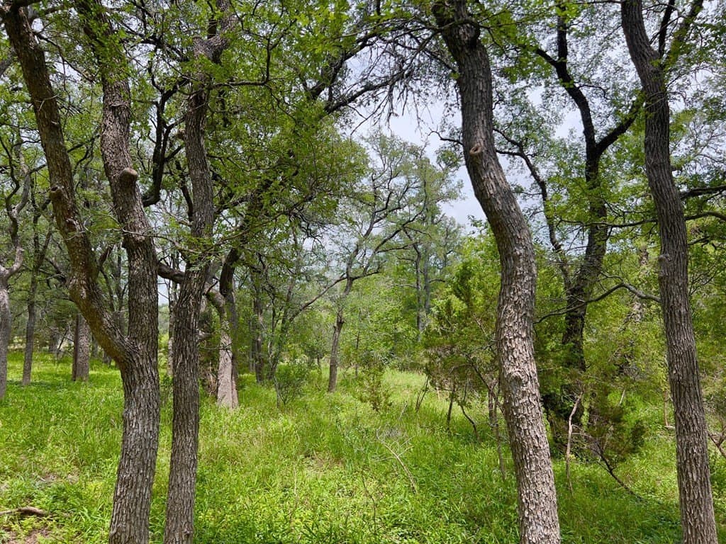 2.68 acres in Blanco County gallery image 2