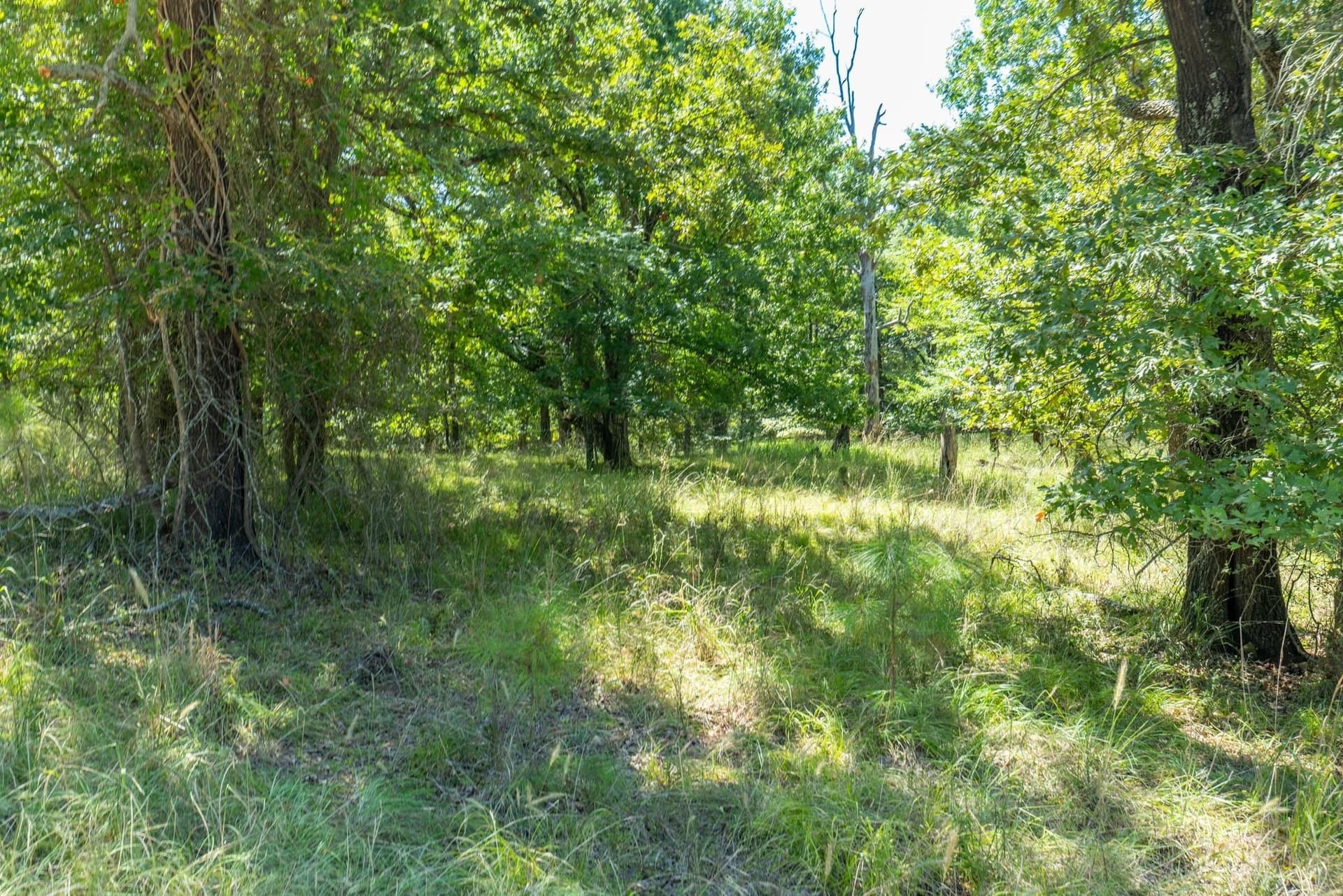 2.02 acres in Rains County - photo 9