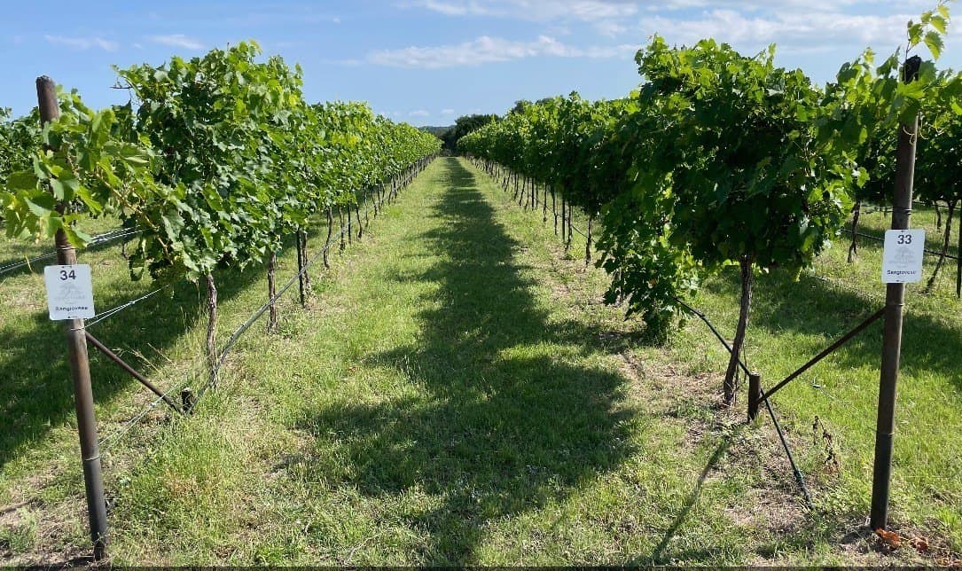 54.88 acres in Lampasas County - photo 9