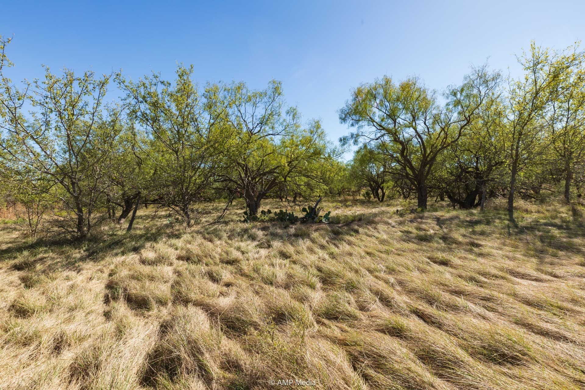 77.47 acres in Taylor County - photo 29