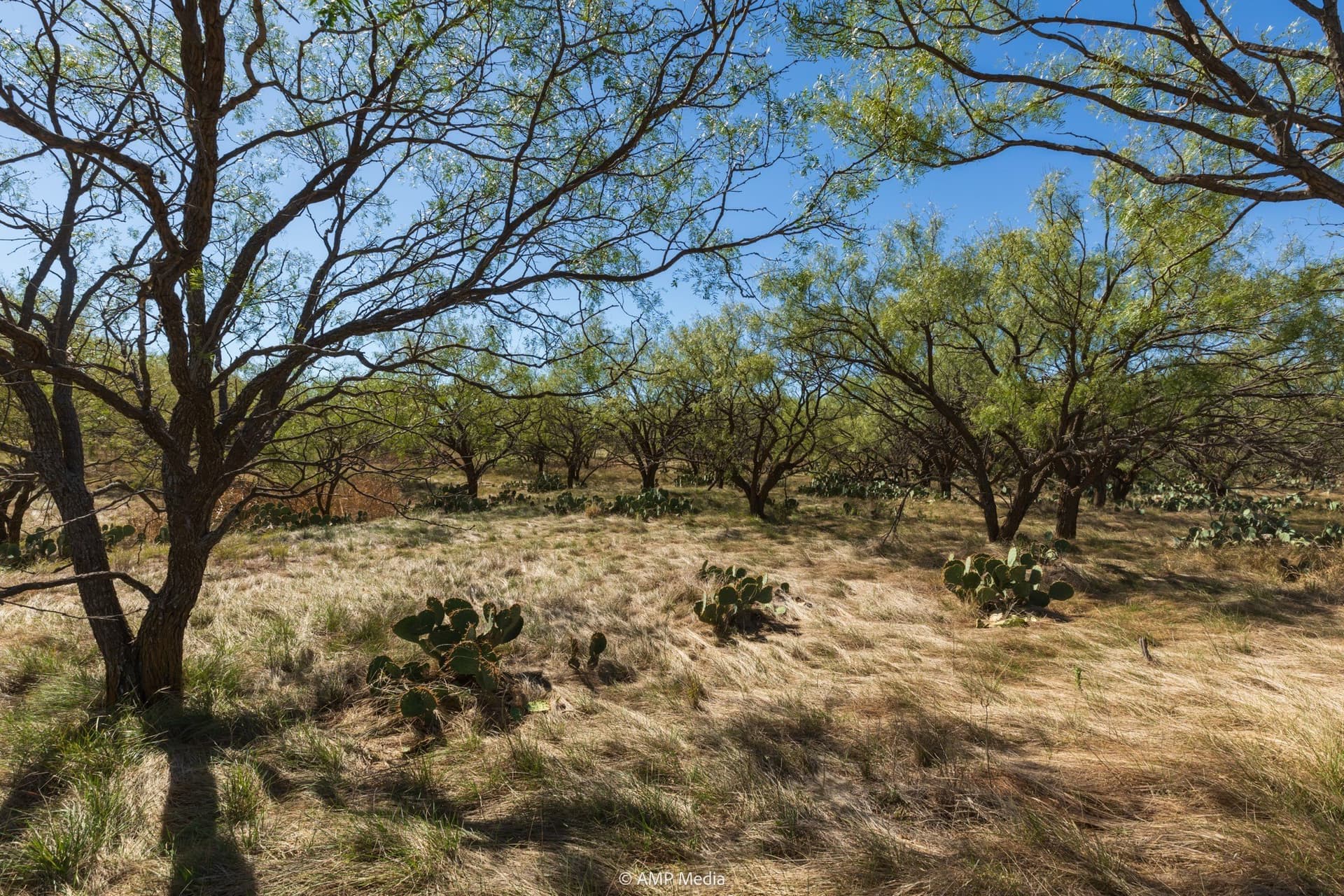 77.47 acres in Taylor County - photo 17