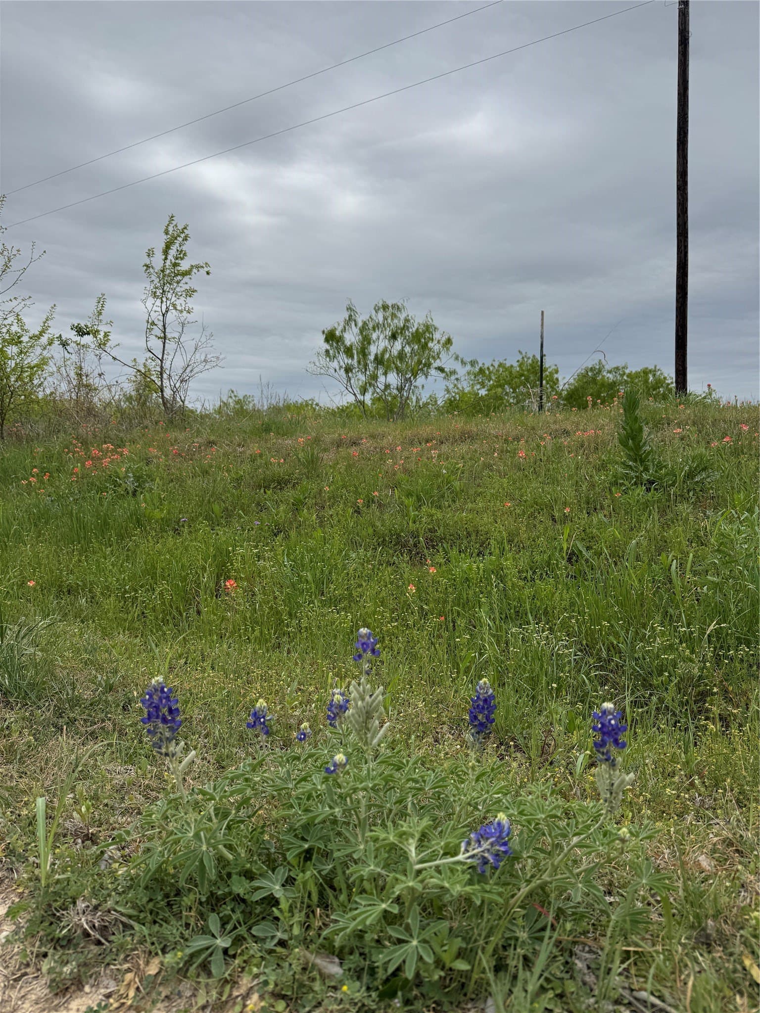 10.05 acres in Navarro County gallery image 2