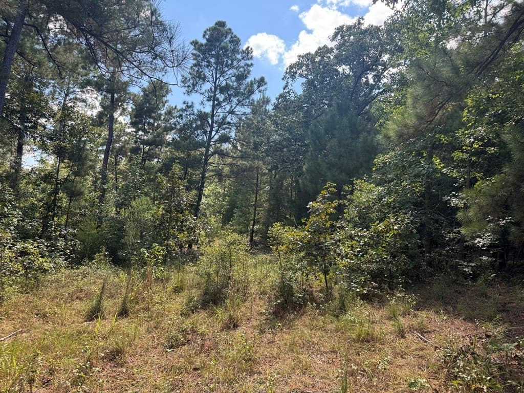 40 acres in ANDERSON County gallery image 2