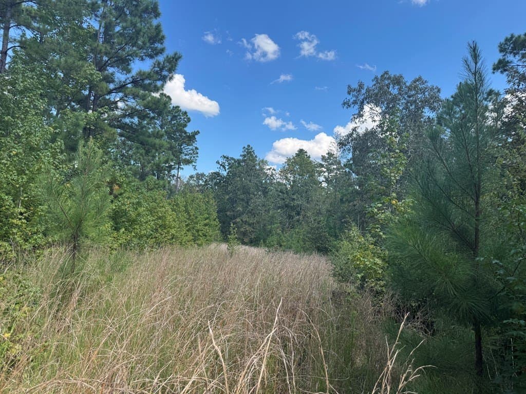 40 acres in ANDERSON County gallery image 3