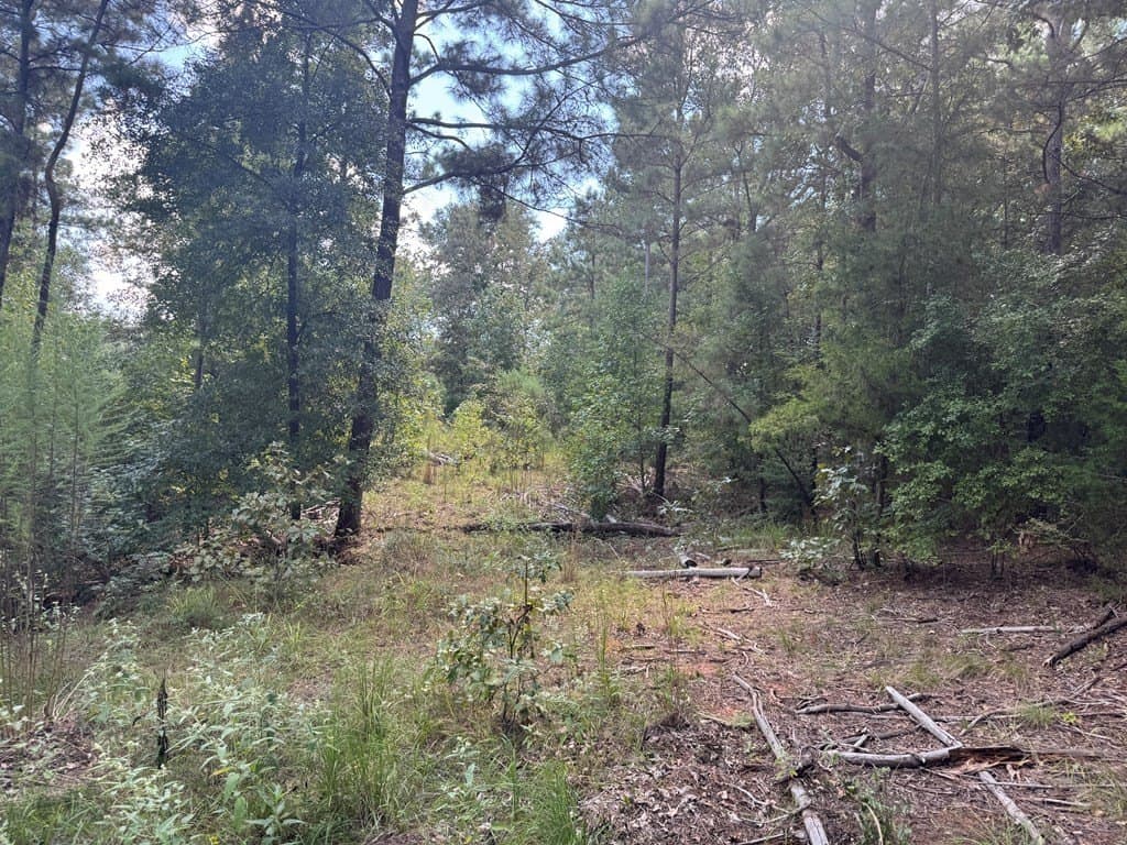 40 acres in ANDERSON County gallery image 4