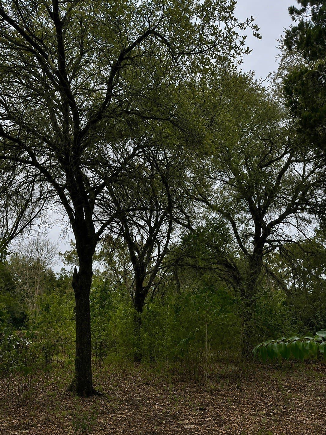 0.64 acres in Hill County - photo 5