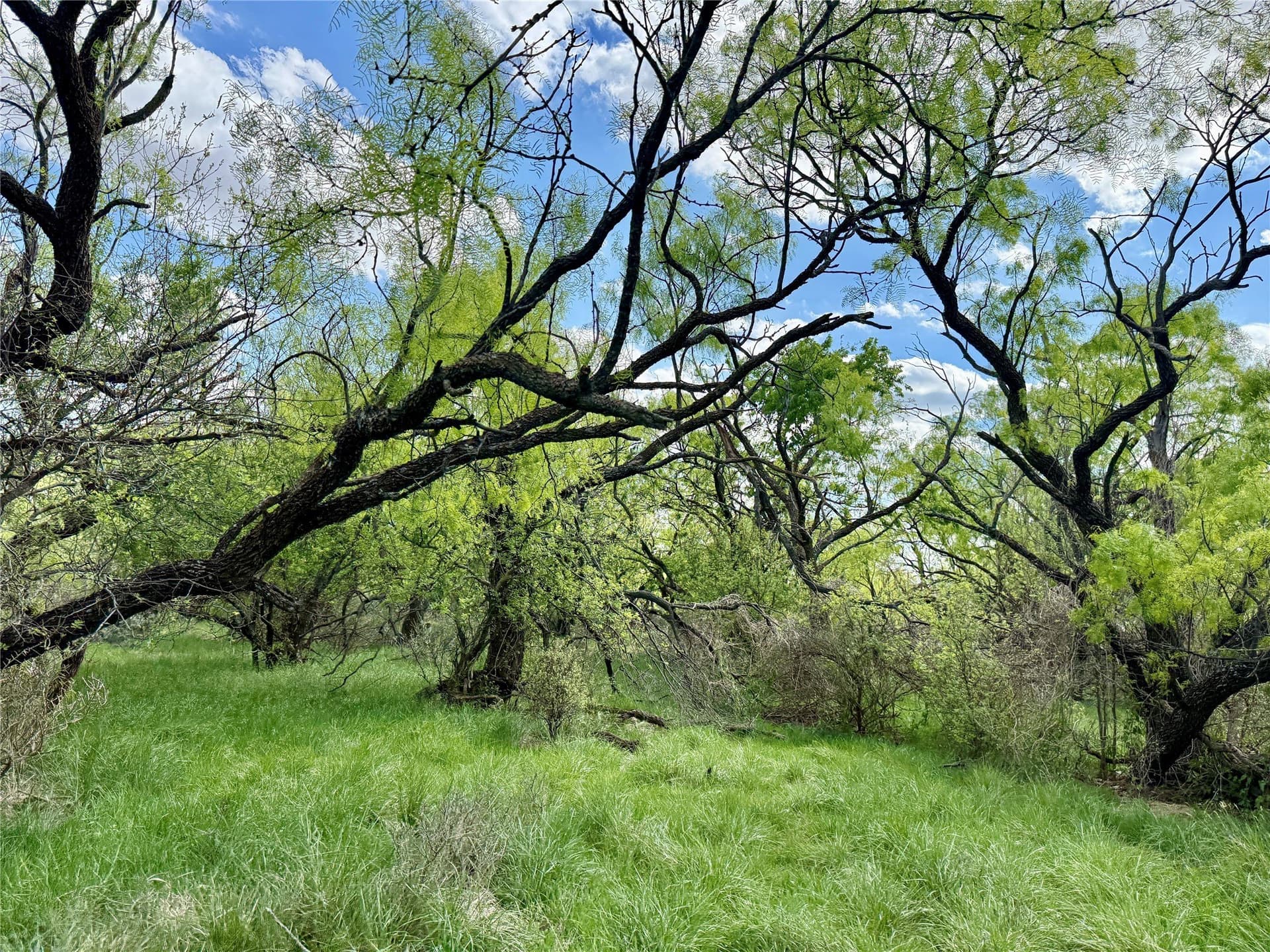 118.08 acres in Taylor County - photo 2