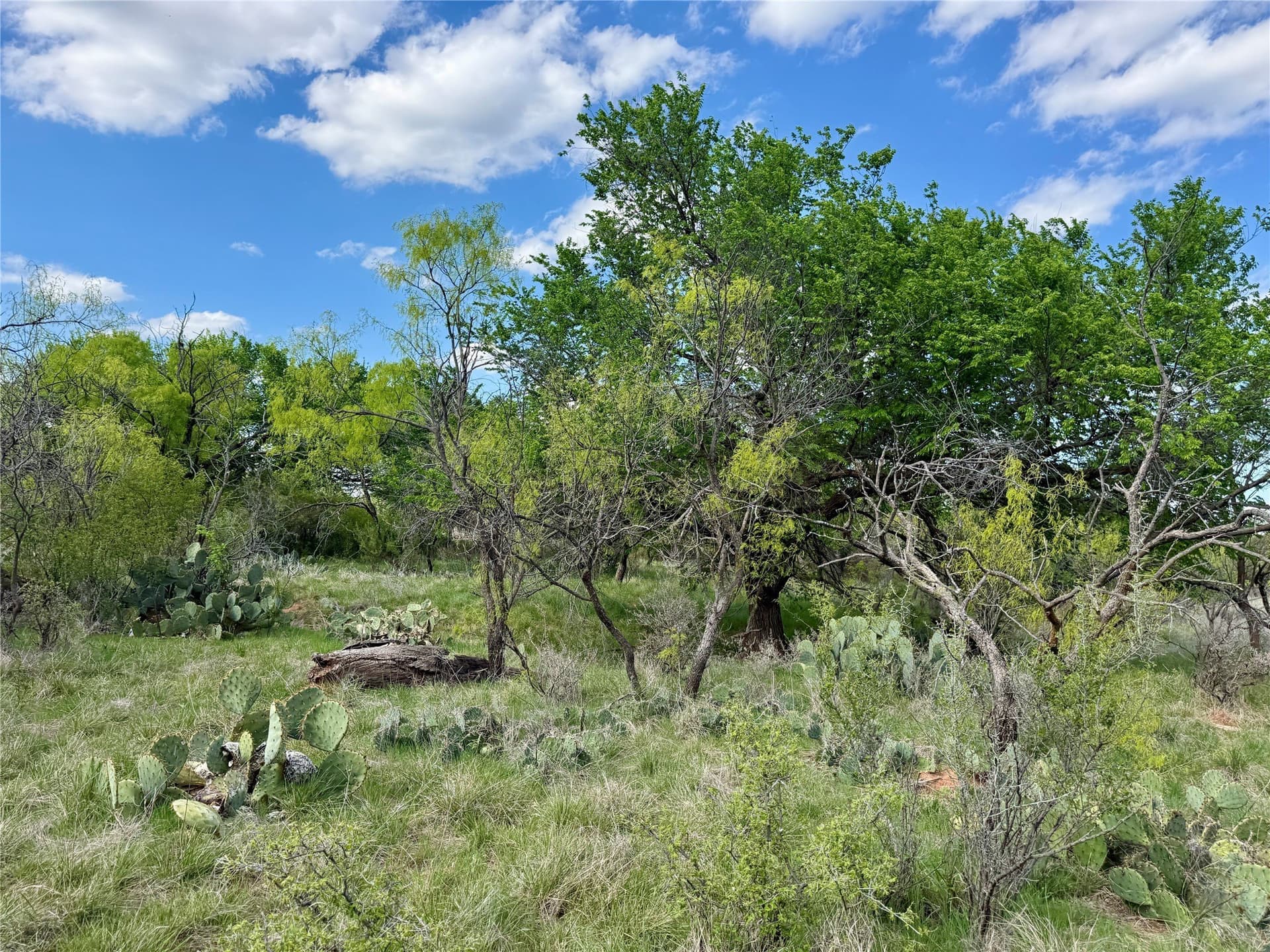 118.08 acres in Taylor County - photo 3