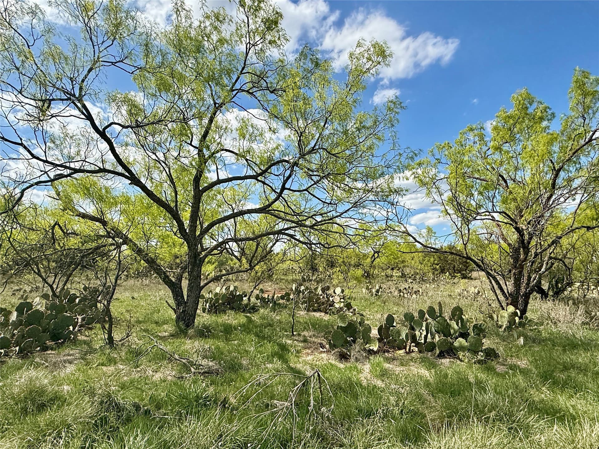118.08 acres in Taylor County - photo 29