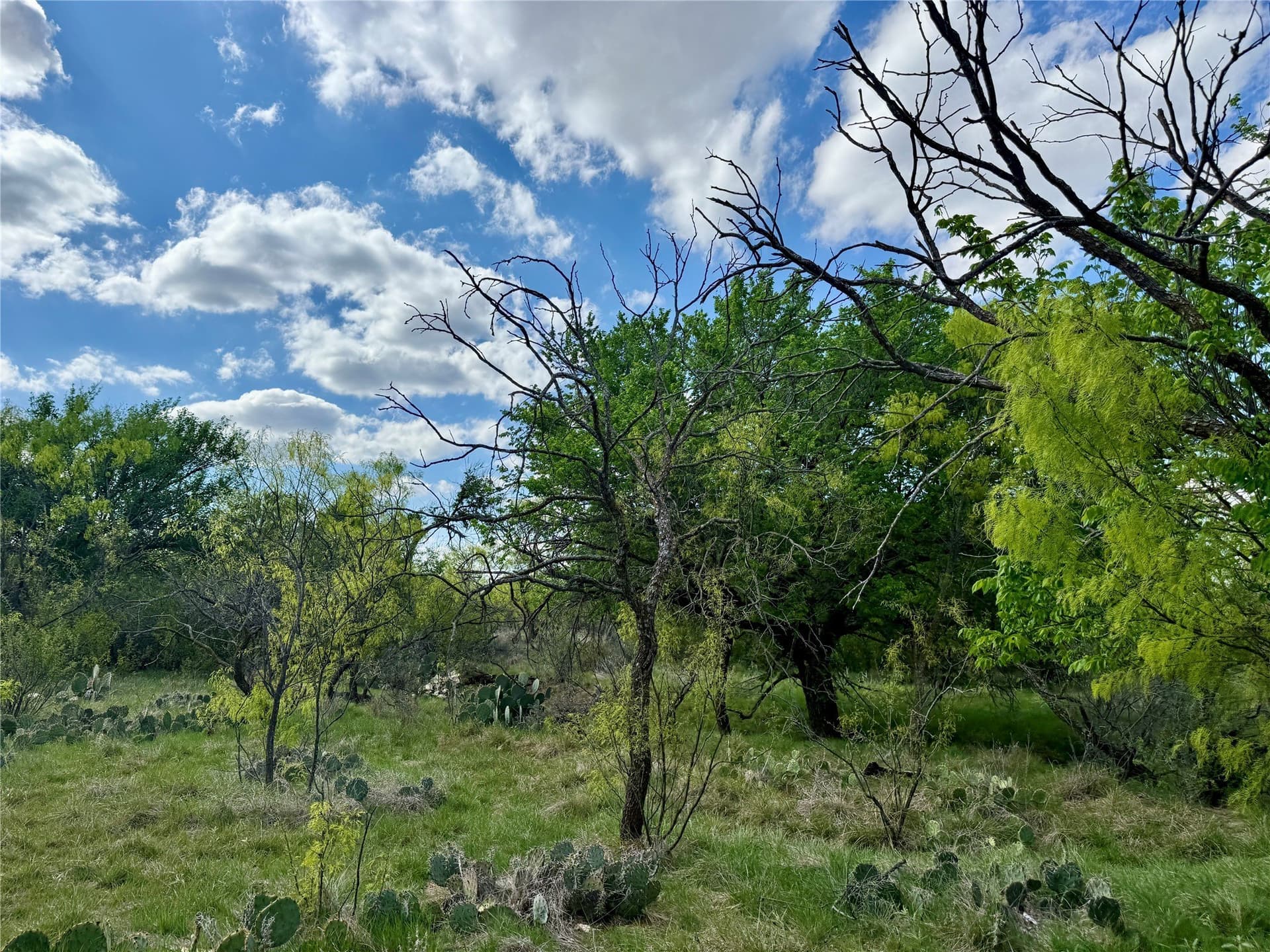 118.08 acres in Taylor County - photo 34