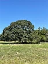 40 acres in Fannin County - photo 4