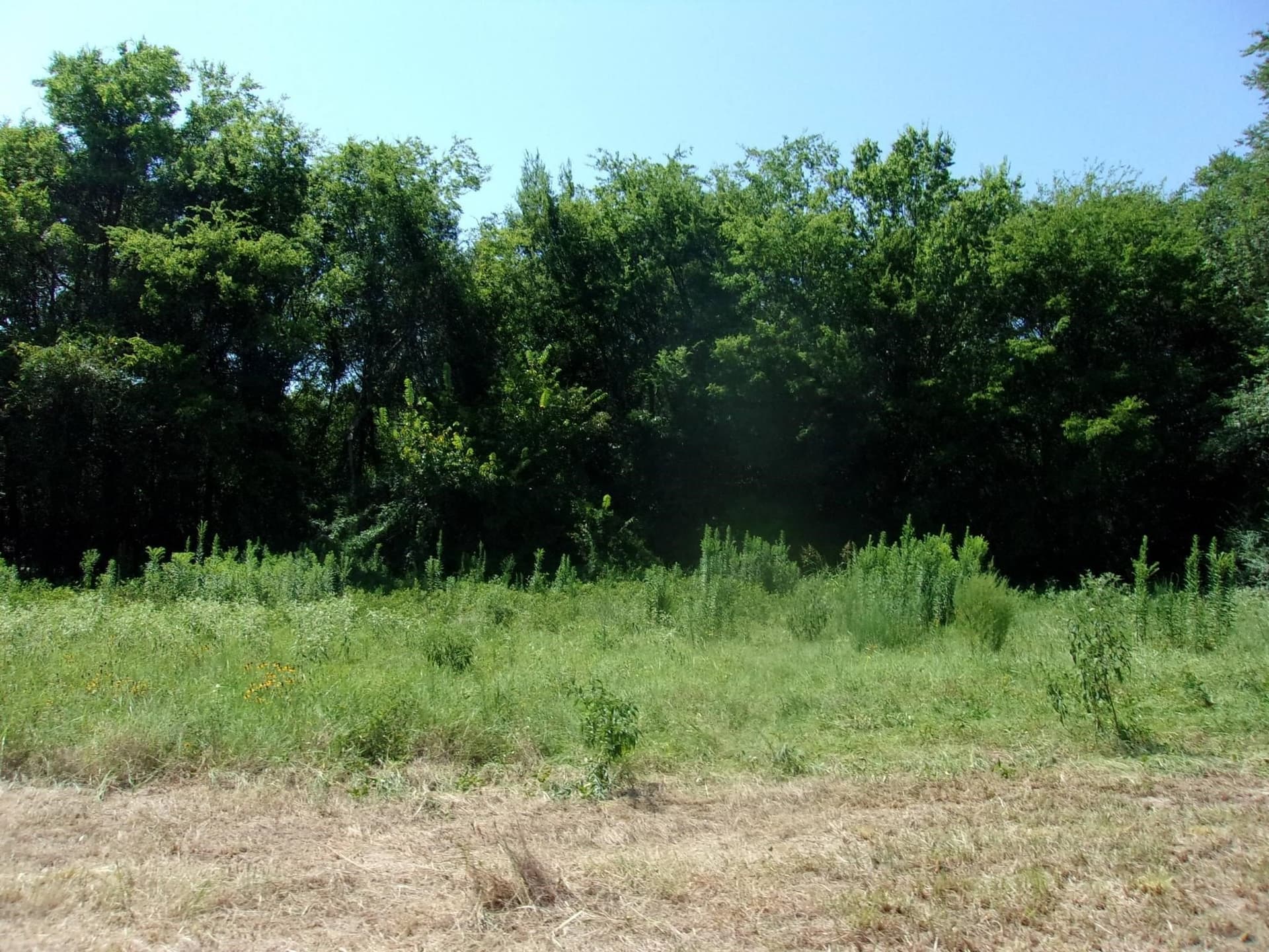 29.1 acres in Hopkins County - photo 11