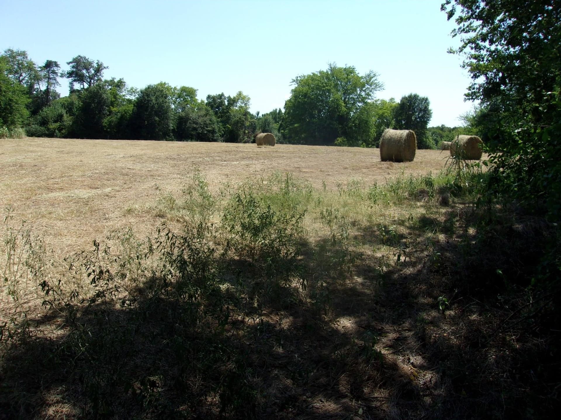 29.1 acres in Hopkins County - photo 8