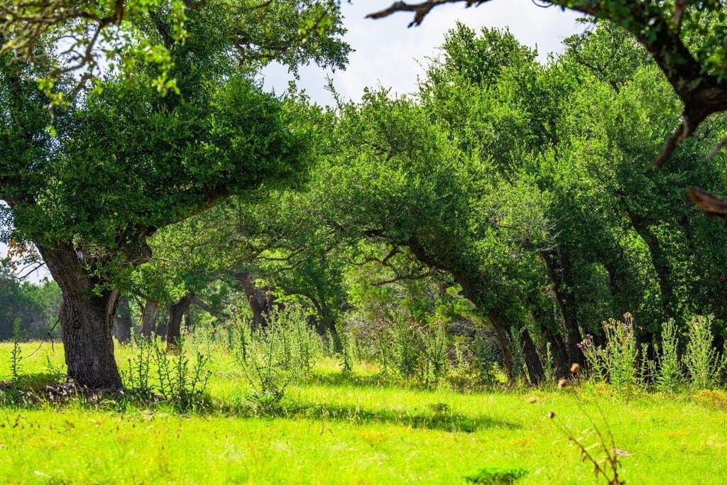 33.1 acres in Gillespie County - photo 11