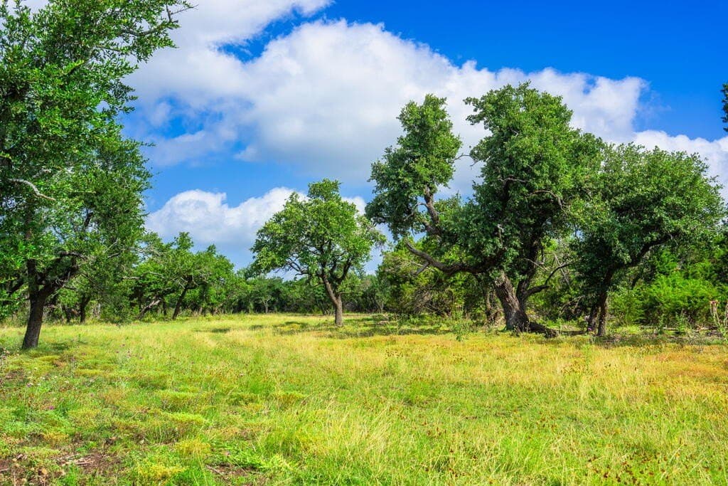 33.1 acres in Gillespie County - photo 6