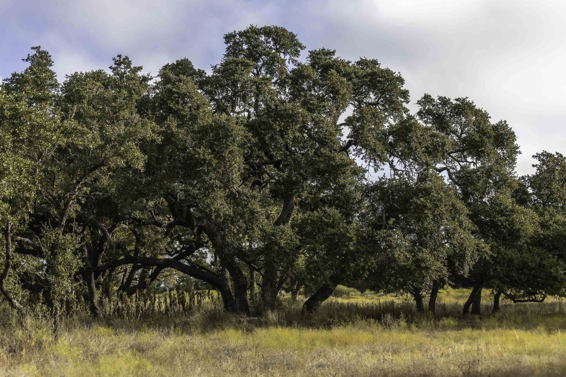 5 acres in Blanco County - photo 6