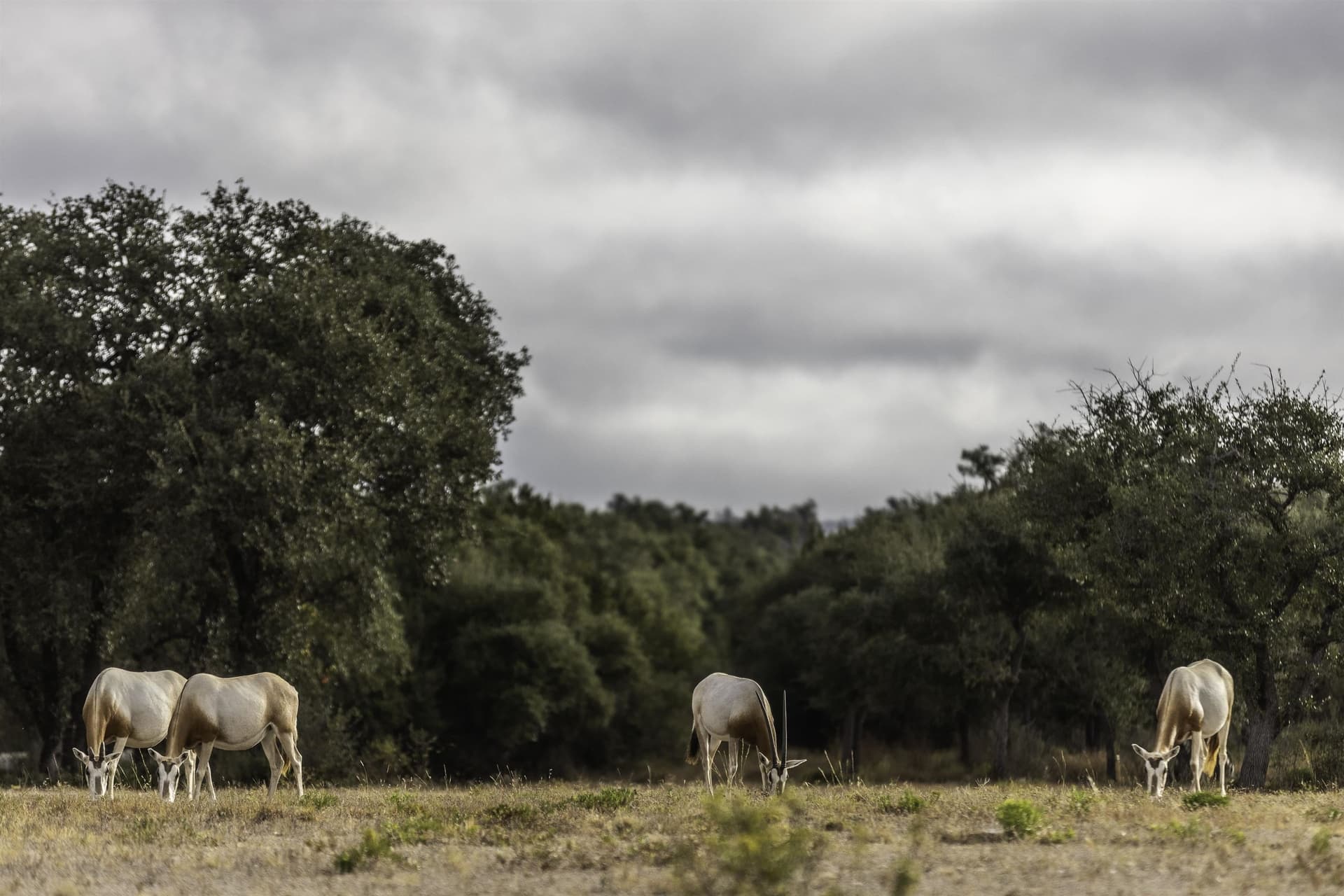 5 acres in Blanco County
