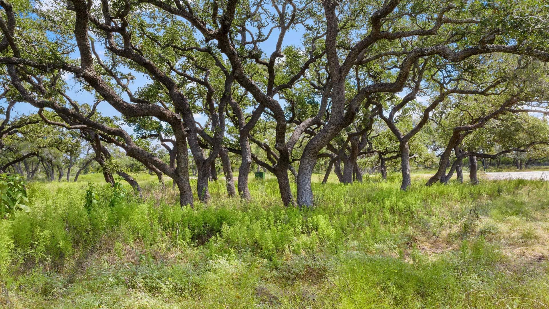 5 acres in Blanco County - photo 17