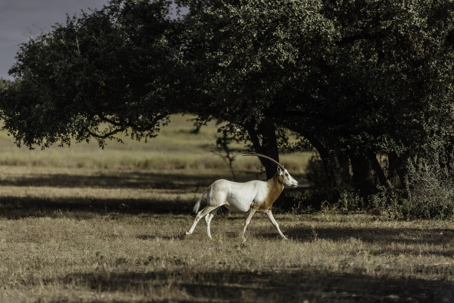 5 acres in Blanco County - photo 13