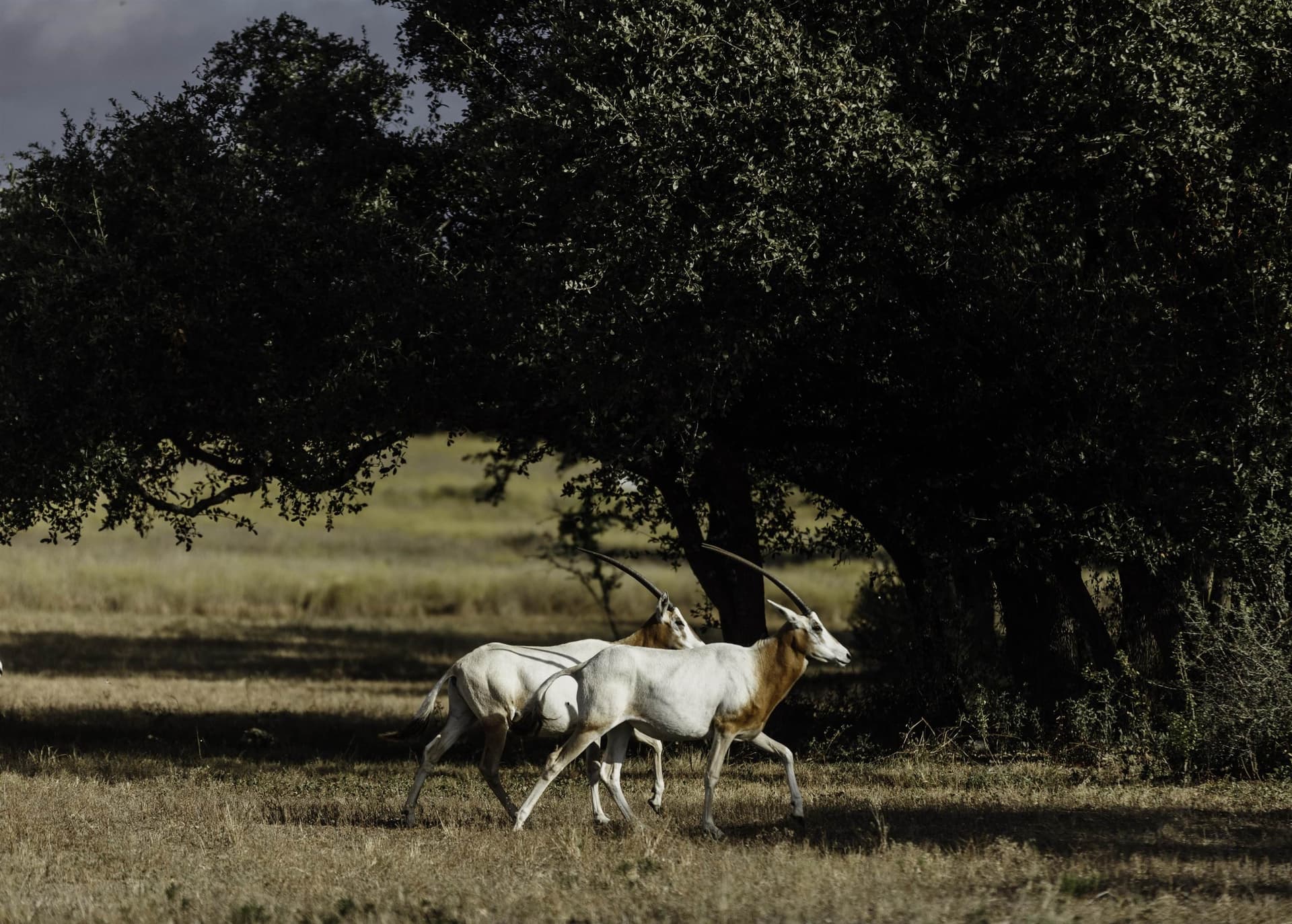 5 acres in Blanco County - photo 15