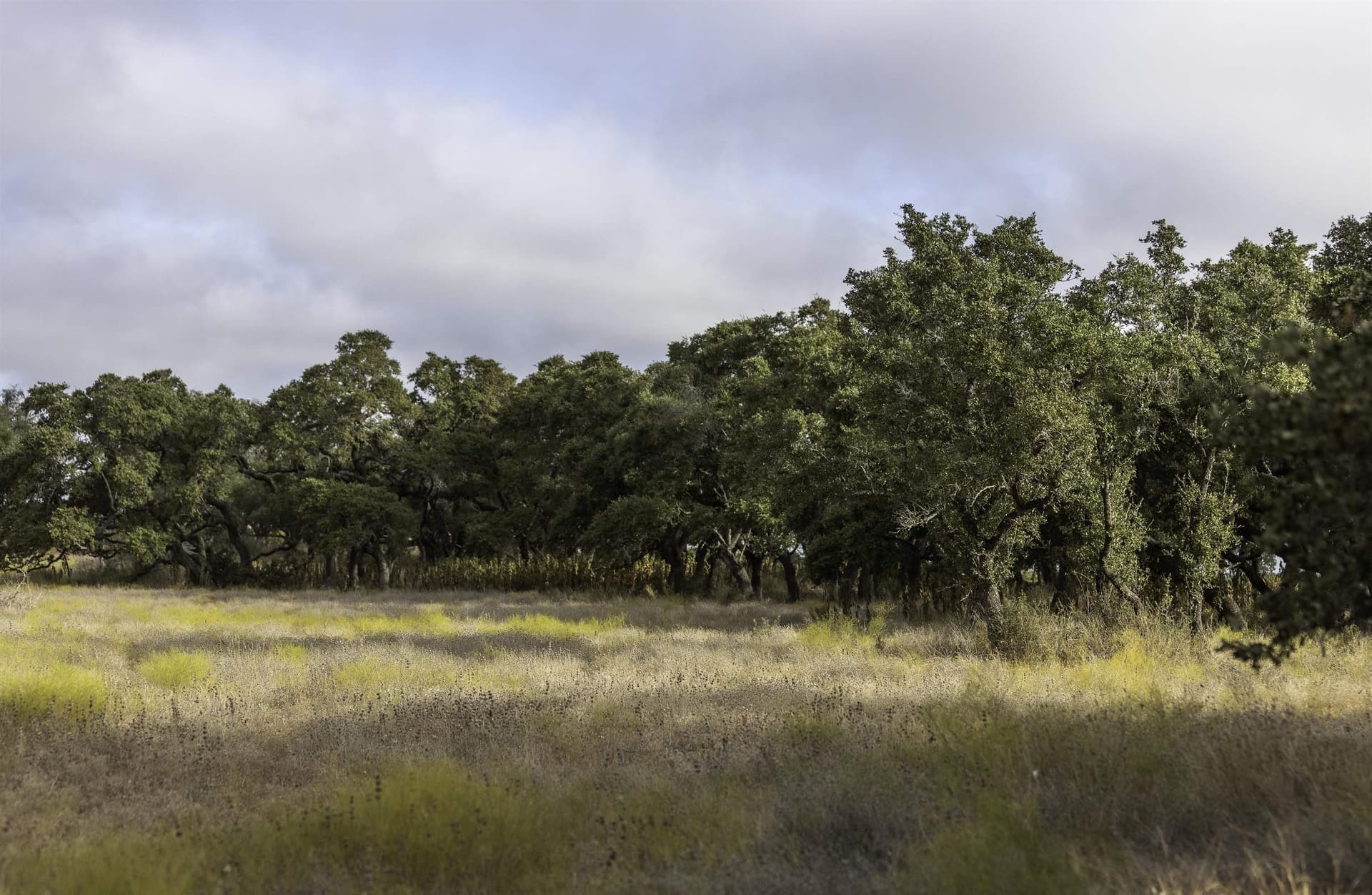 5 acres in Blanco County gallery image 4