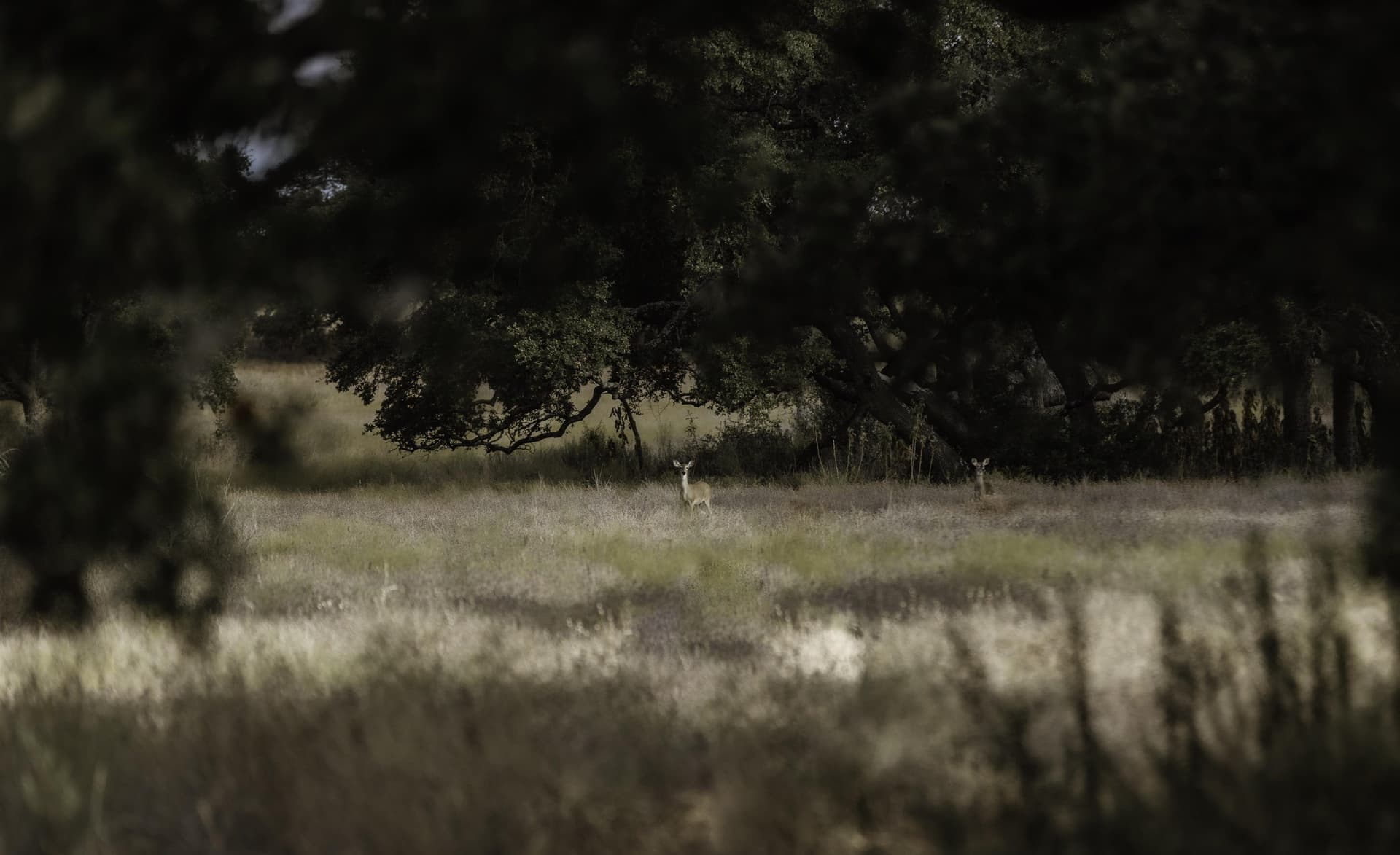 5 acres in Blanco County gallery image 2