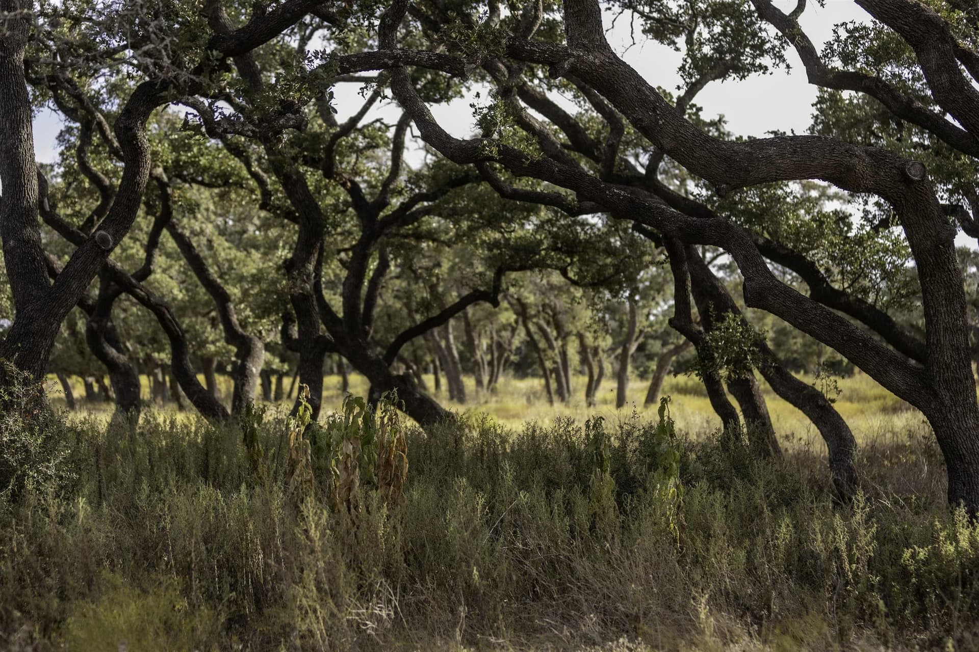 5 acres in Blanco County - photo 9