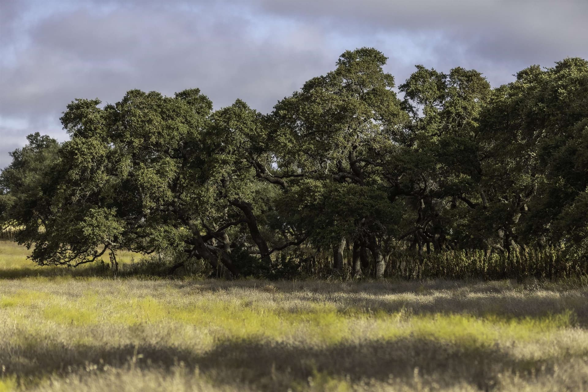 5 acres in Blanco County - photo 7