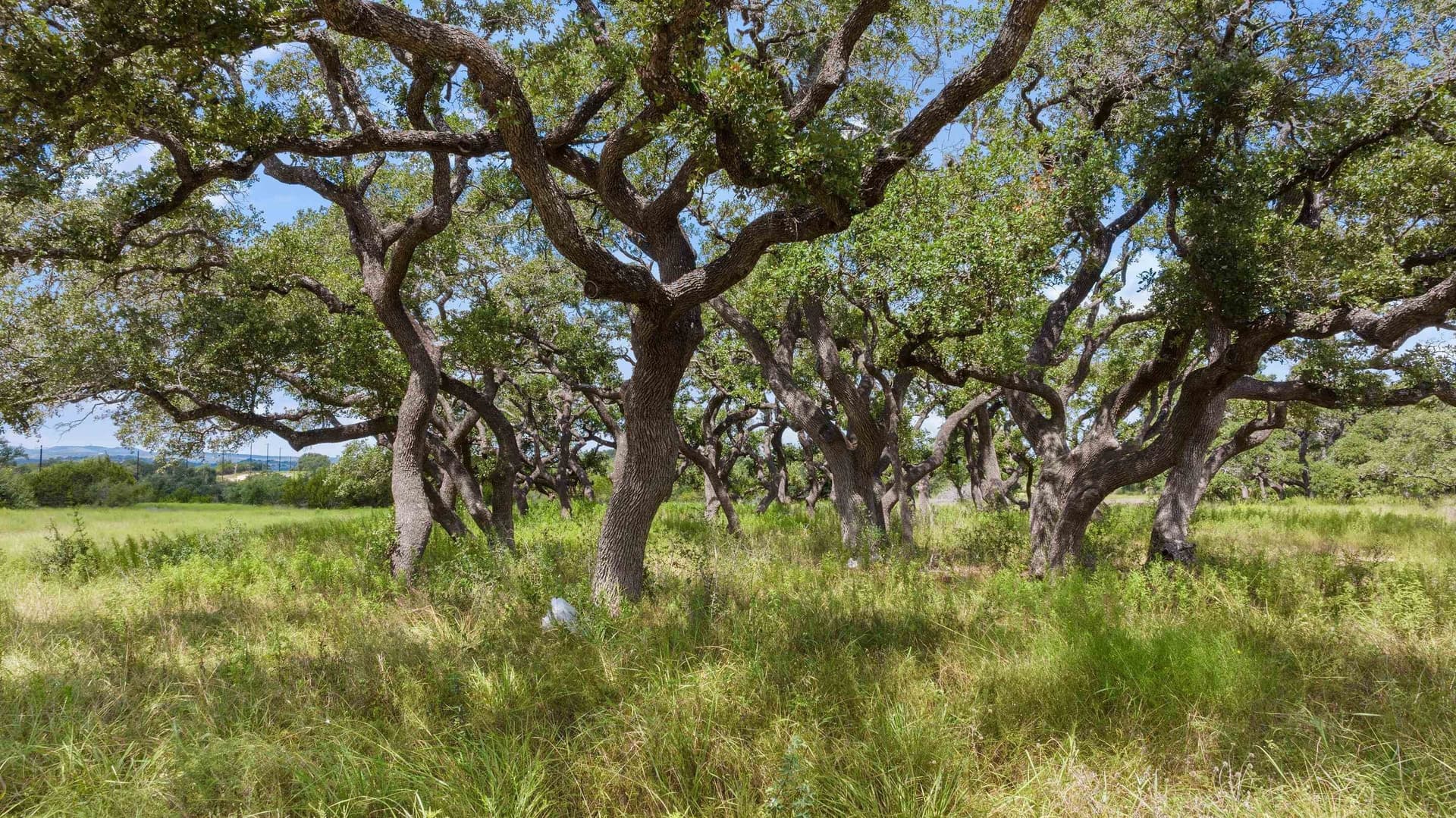 5 acres in Blanco County - photo 20