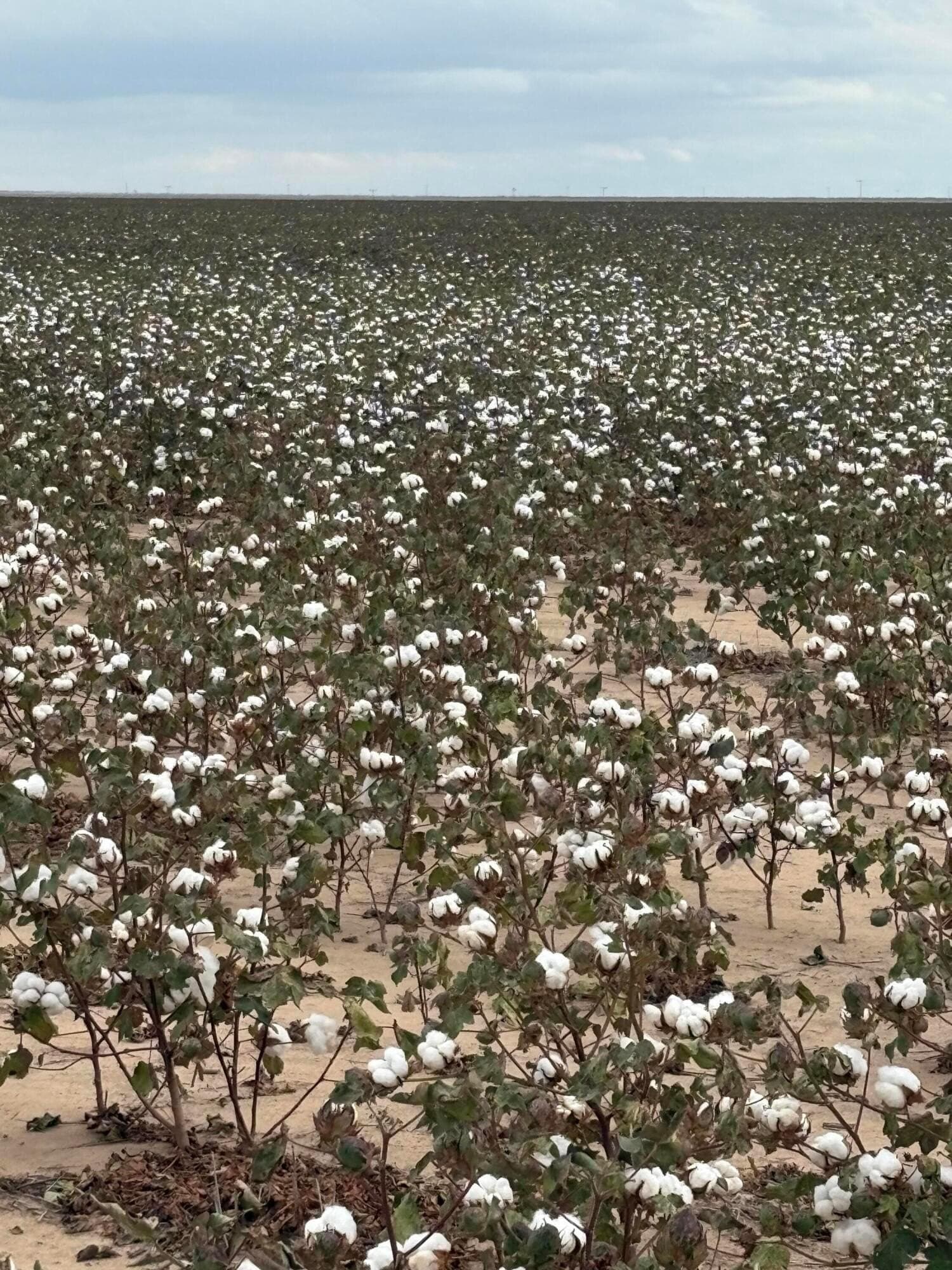 652.8 acres in Randall County