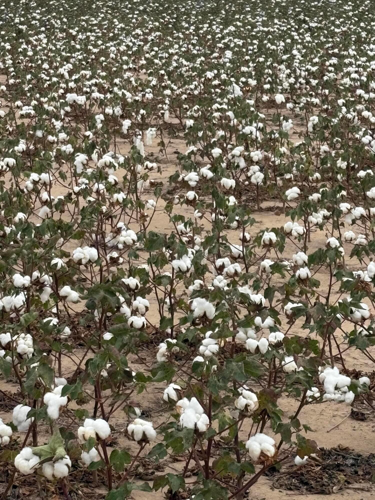 652.8 acres in Randall County gallery image 3