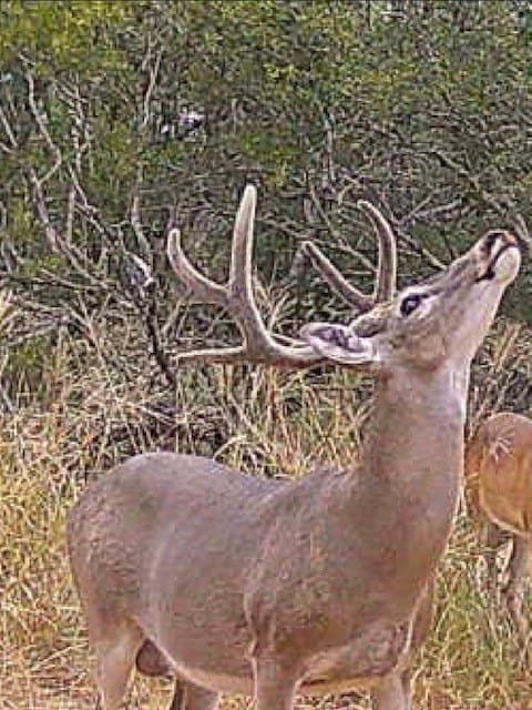 0 acres in Atascosa County - photo 10