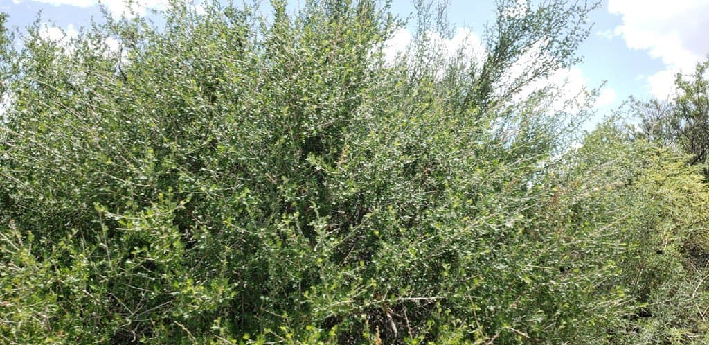5 acres in Brewster County - photo 14