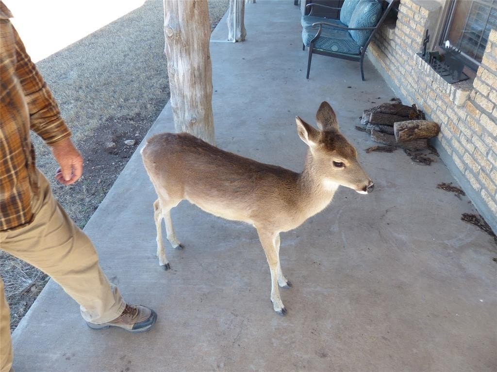 120 acres in McCulloch County gallery image 2